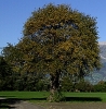 Birnbaumholz Birnbaumholz