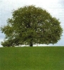 Buchenholz Buchenholz